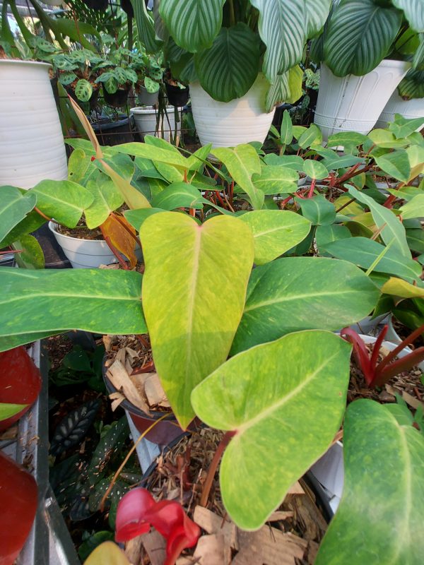 Philodendron painted lady - Image 5