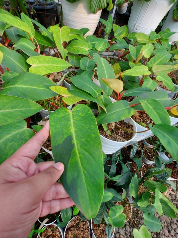 Philodendron painted lady - Image 6