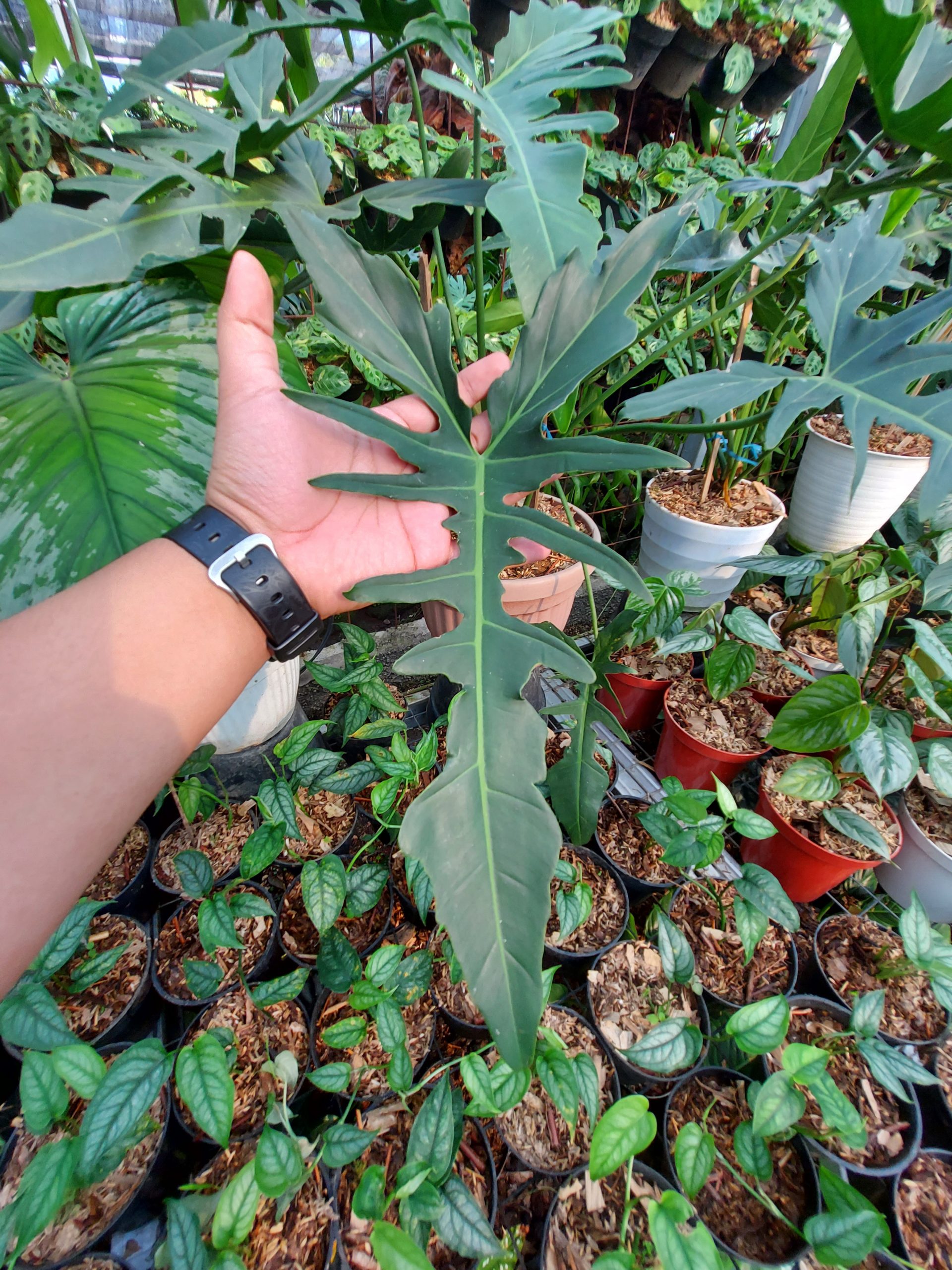 Philodendron dragon - Image 2