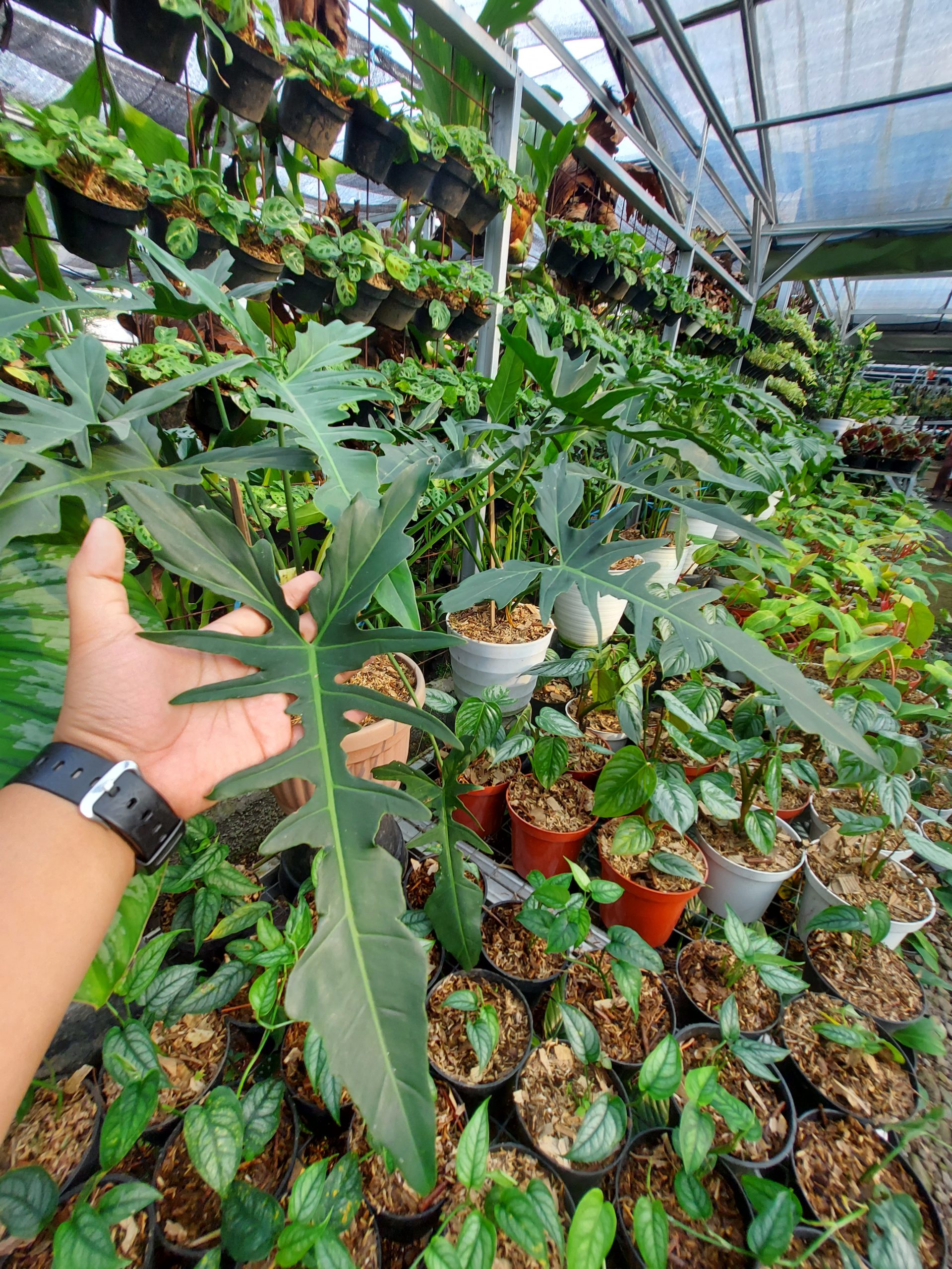 Philodendron dragon - Image 3