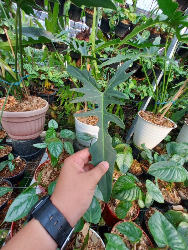 Philodendron Elegans - Image 2