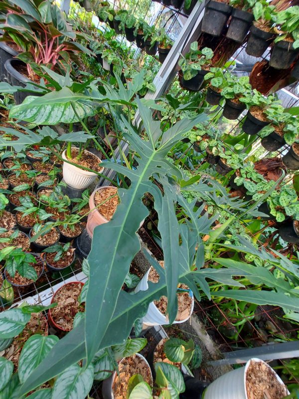 Philodendron Elegans - Image 3