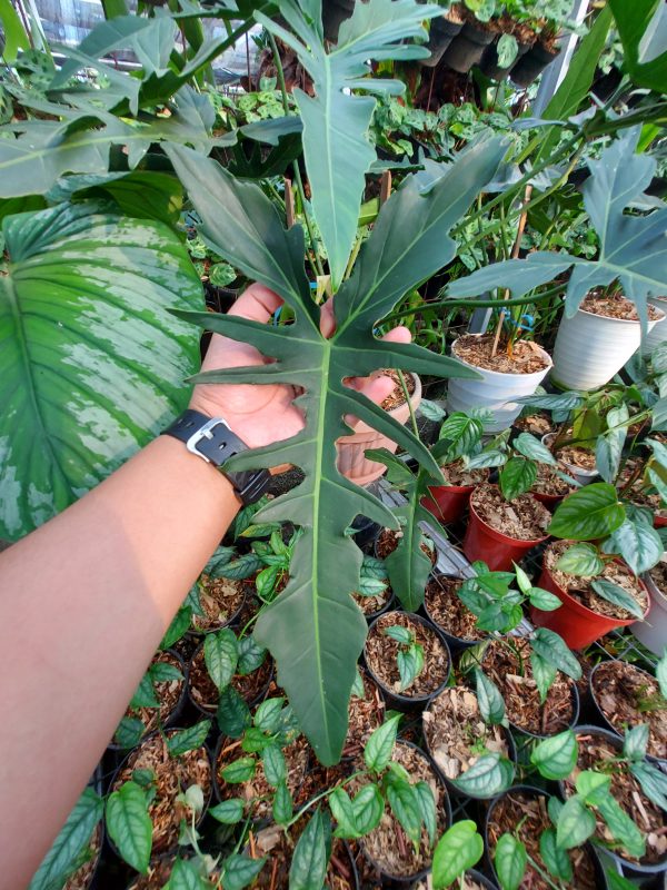Philodendron Elegans - Image 4