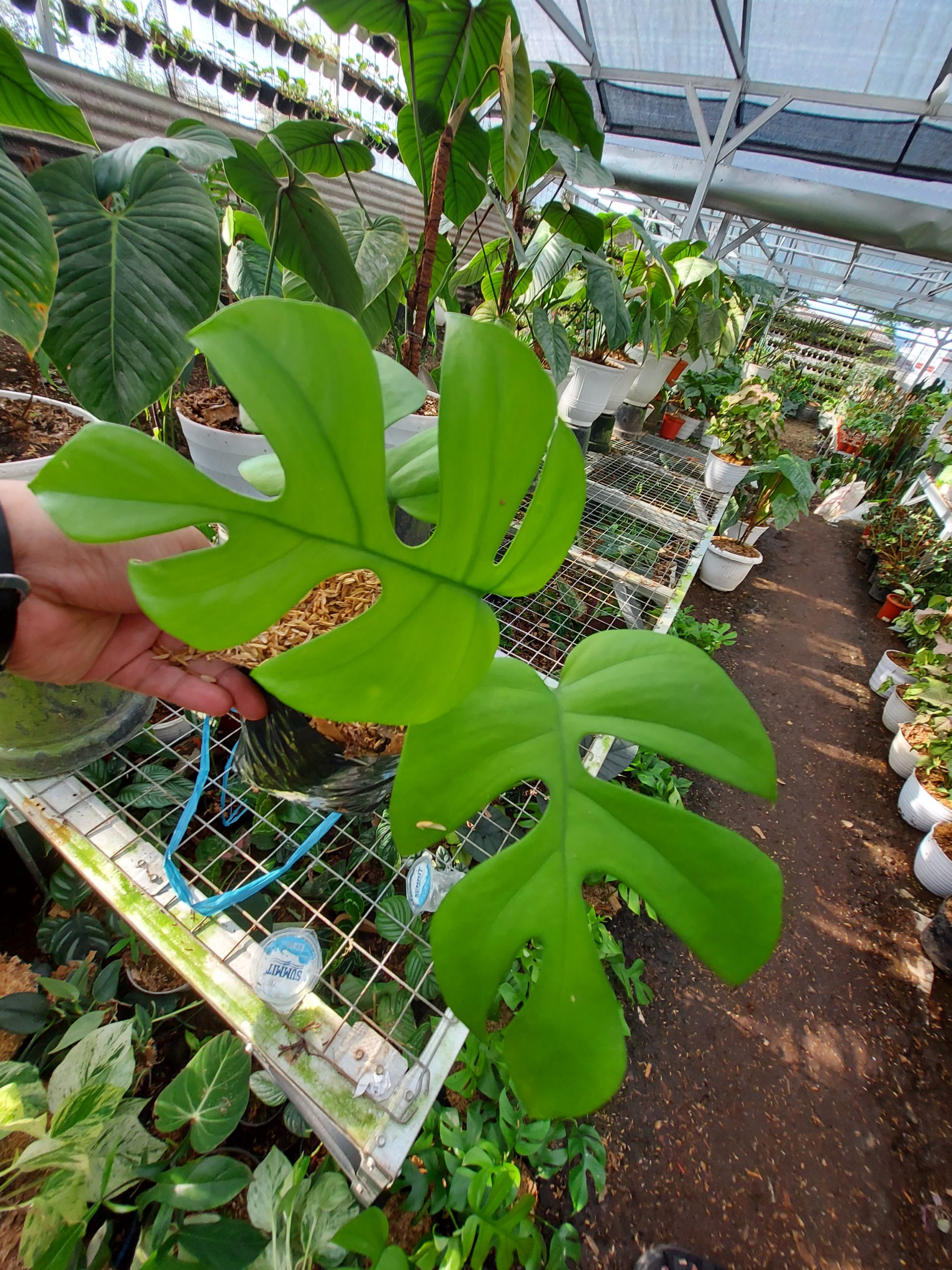 Rhaphidophora Tetrasperma - Image 2