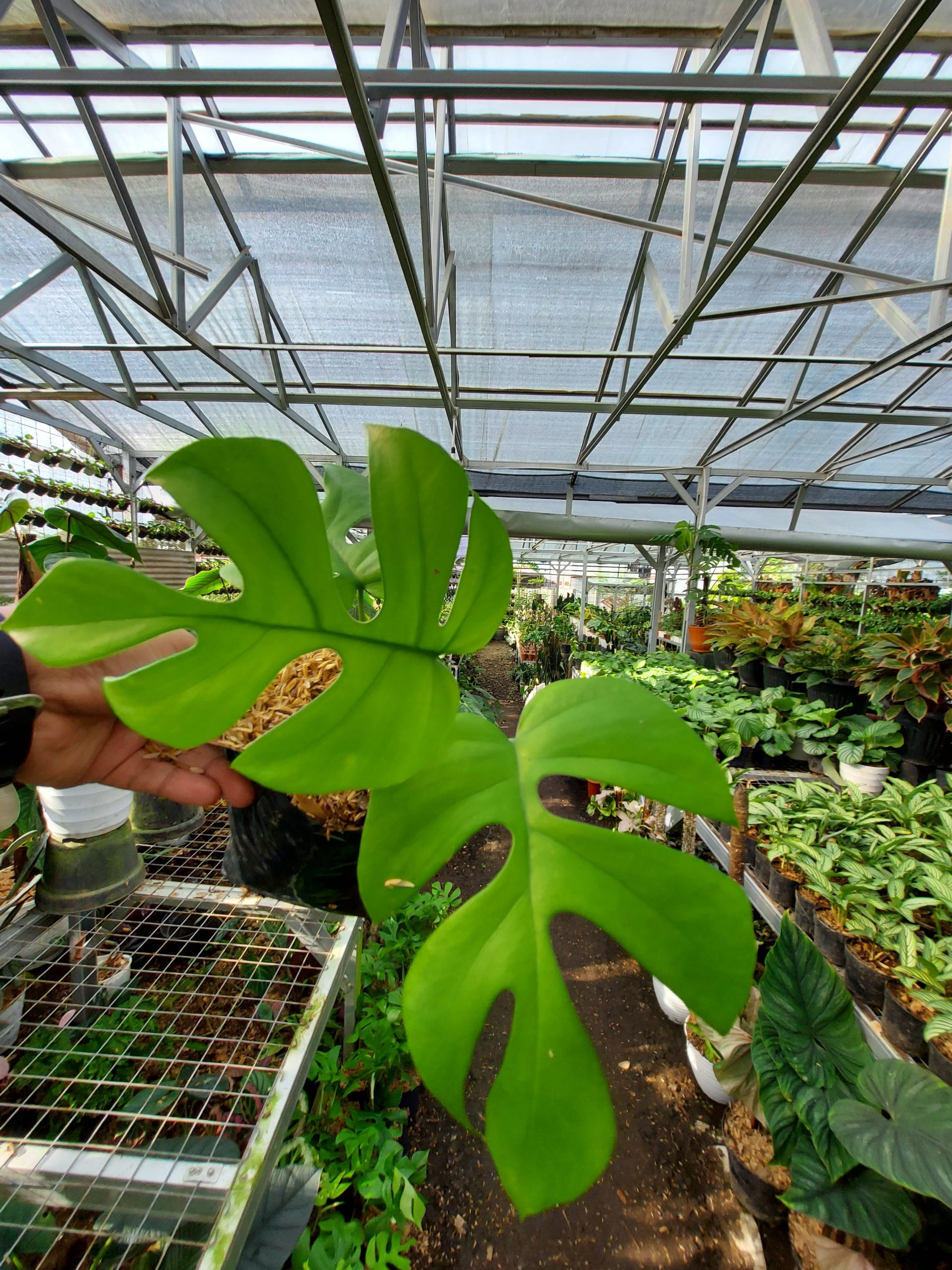 Rhaphidophora Tetrasperma - Image 3