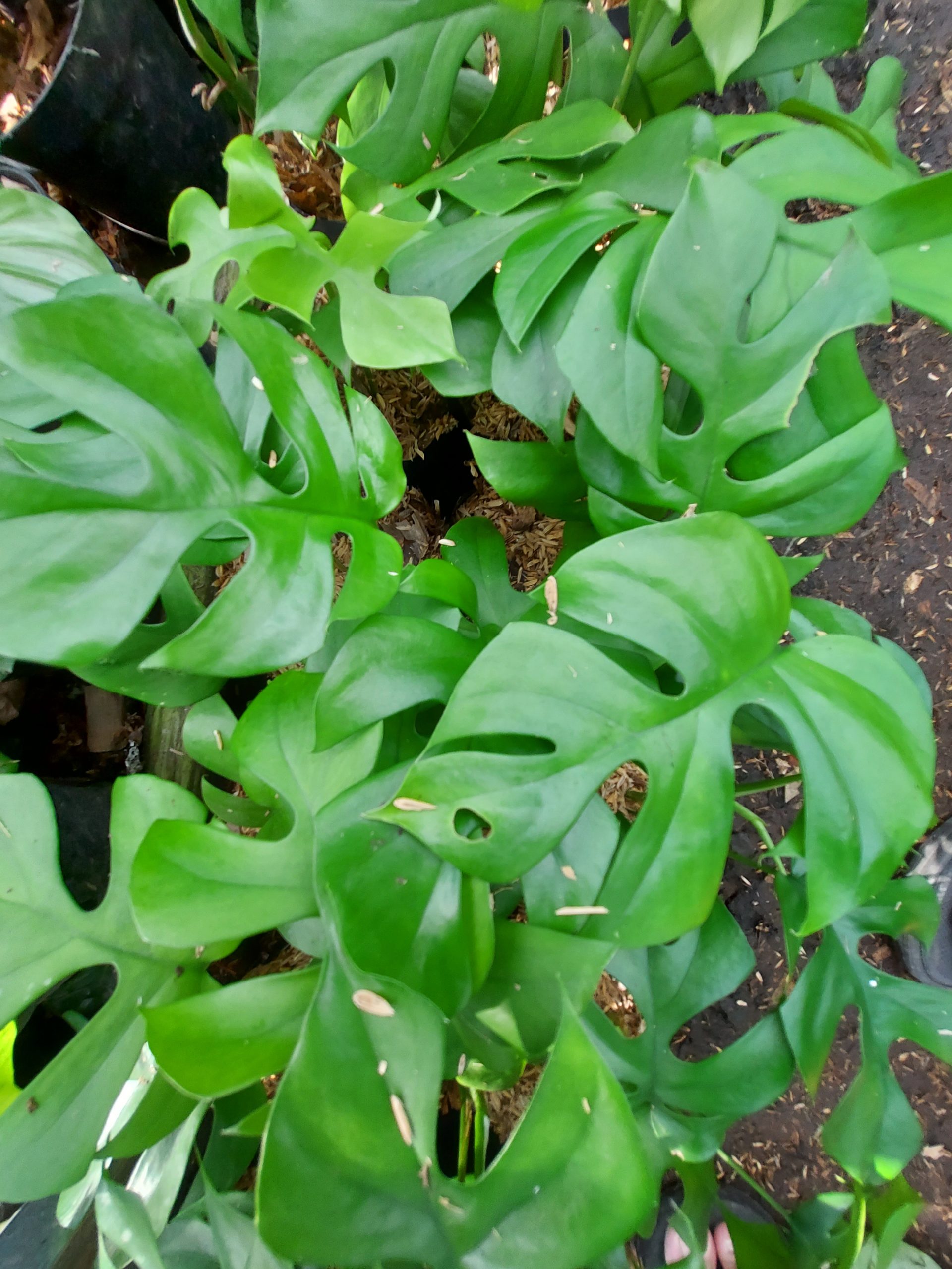 Rhaphidophora Tetrasperma - Image 4