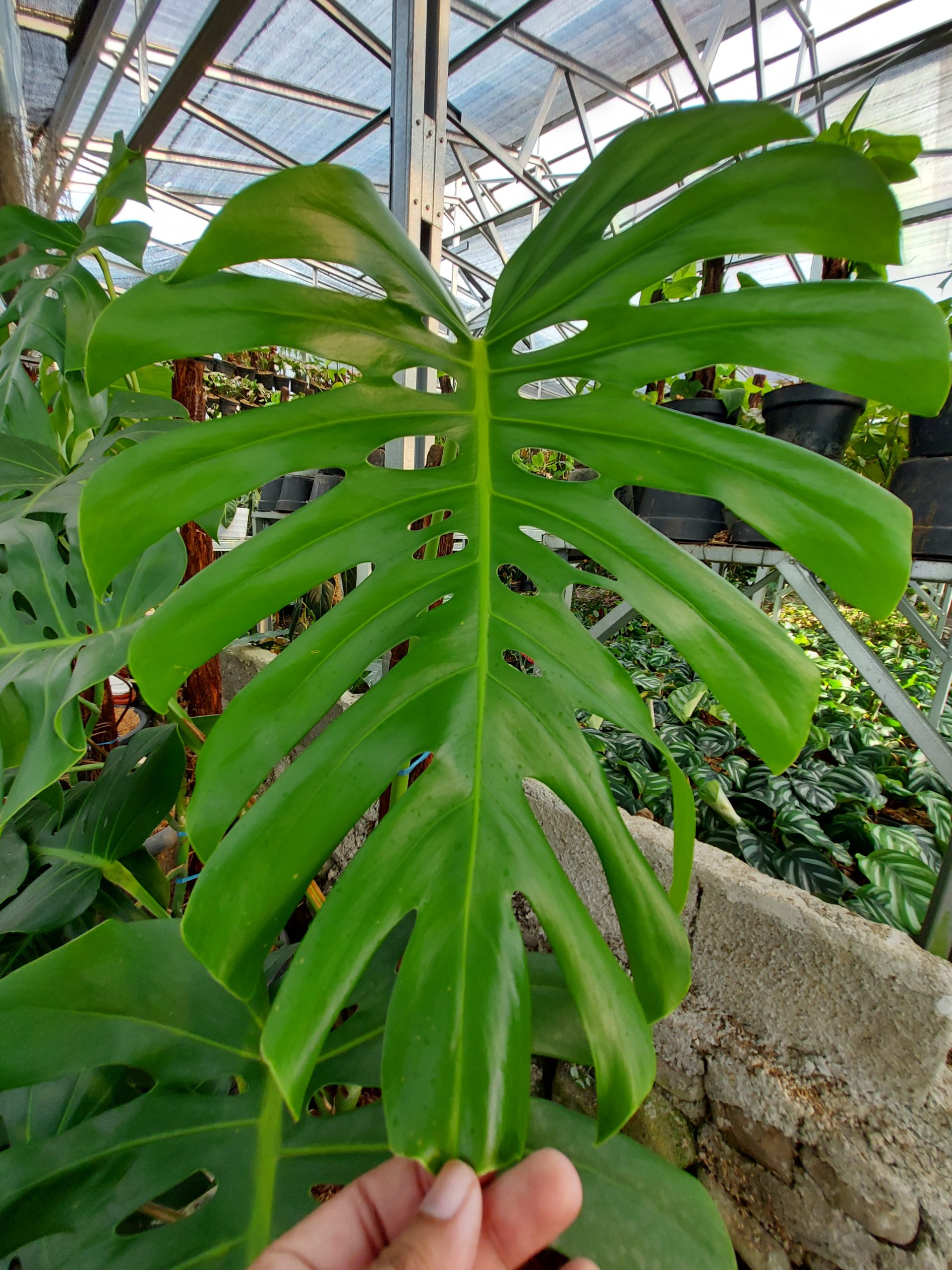 Monstera king deliciosa - Image 2
