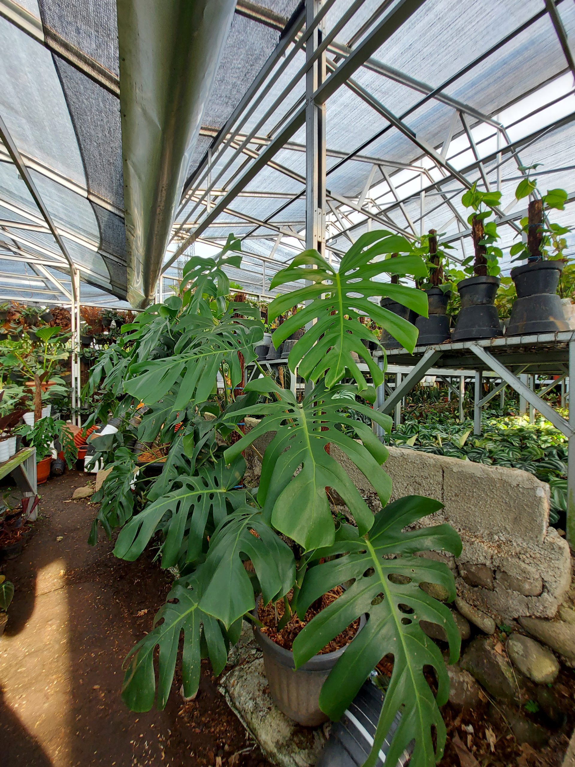 Monstera king deliciosa - Image 3