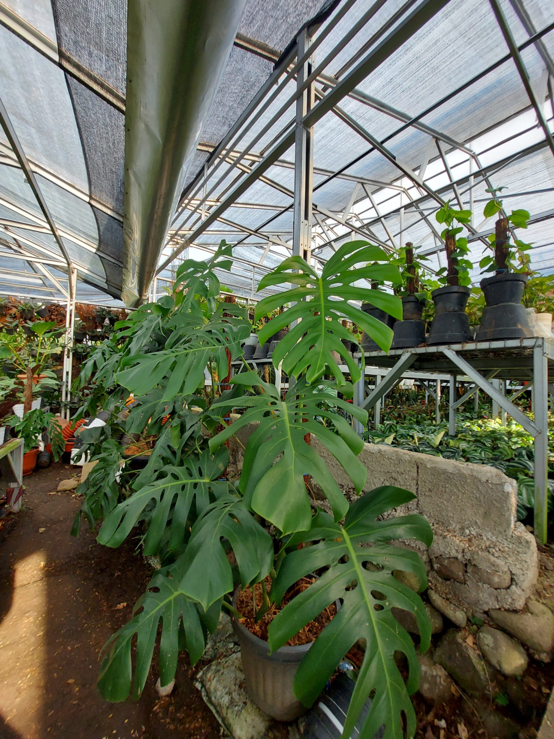 Monstera king deliciosa - Image 4