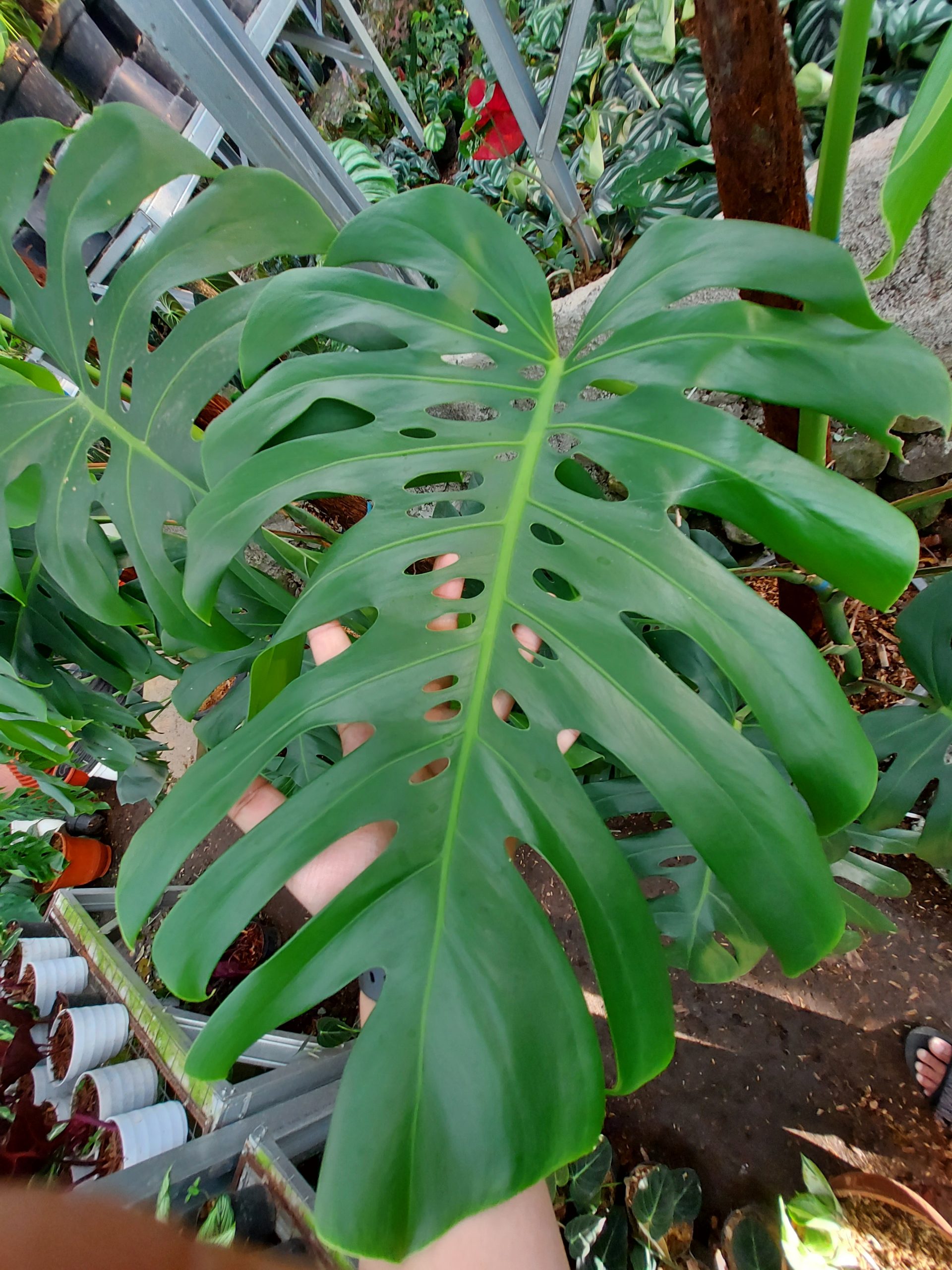 Monstera king deliciosa - Image 5