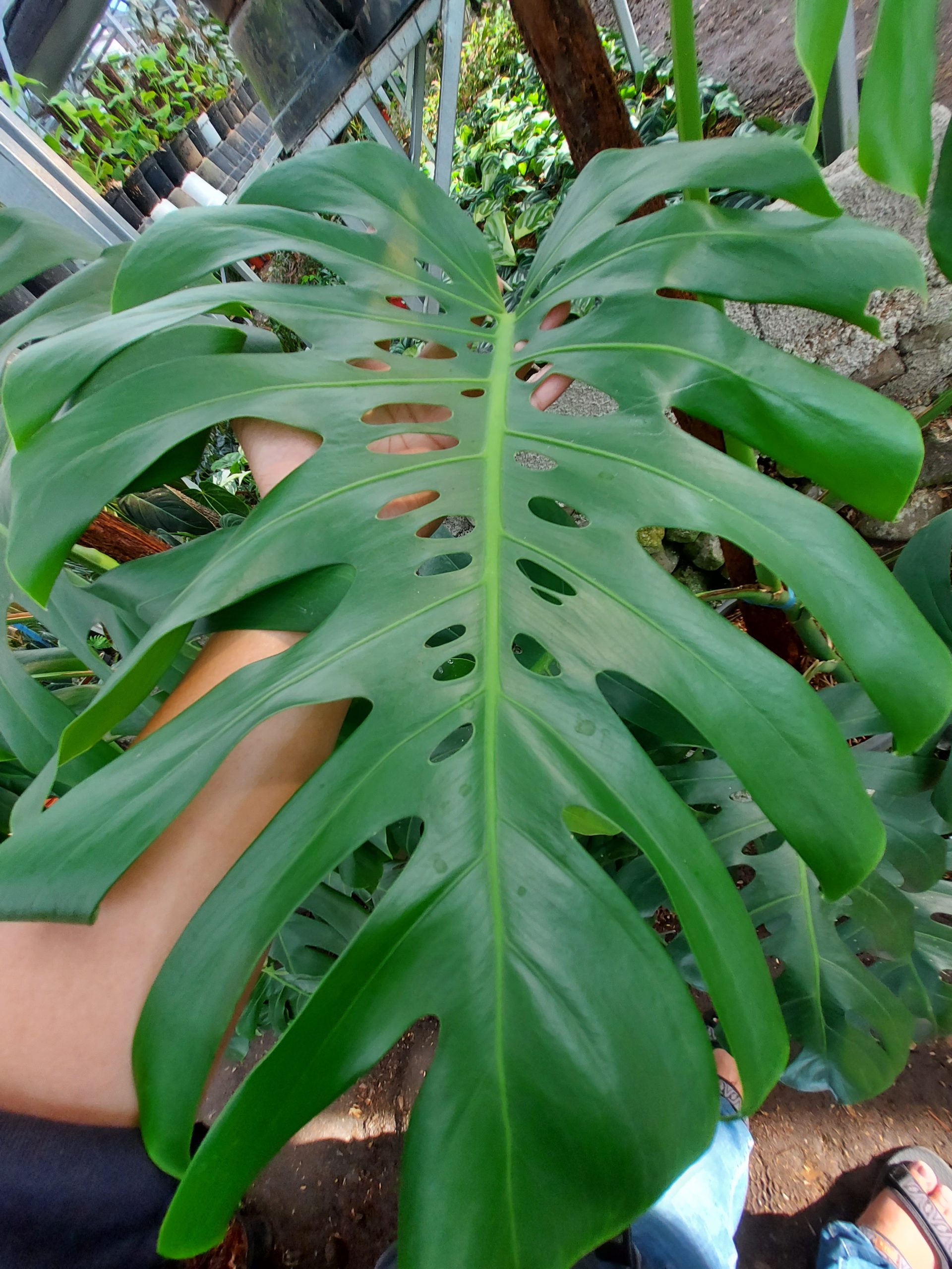 Monstera king deliciosa - Image 6