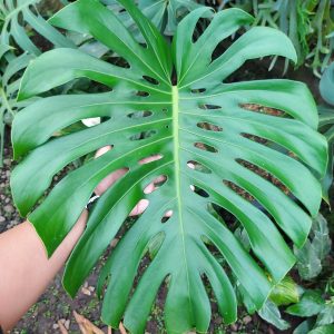 Monstera king deliciosa