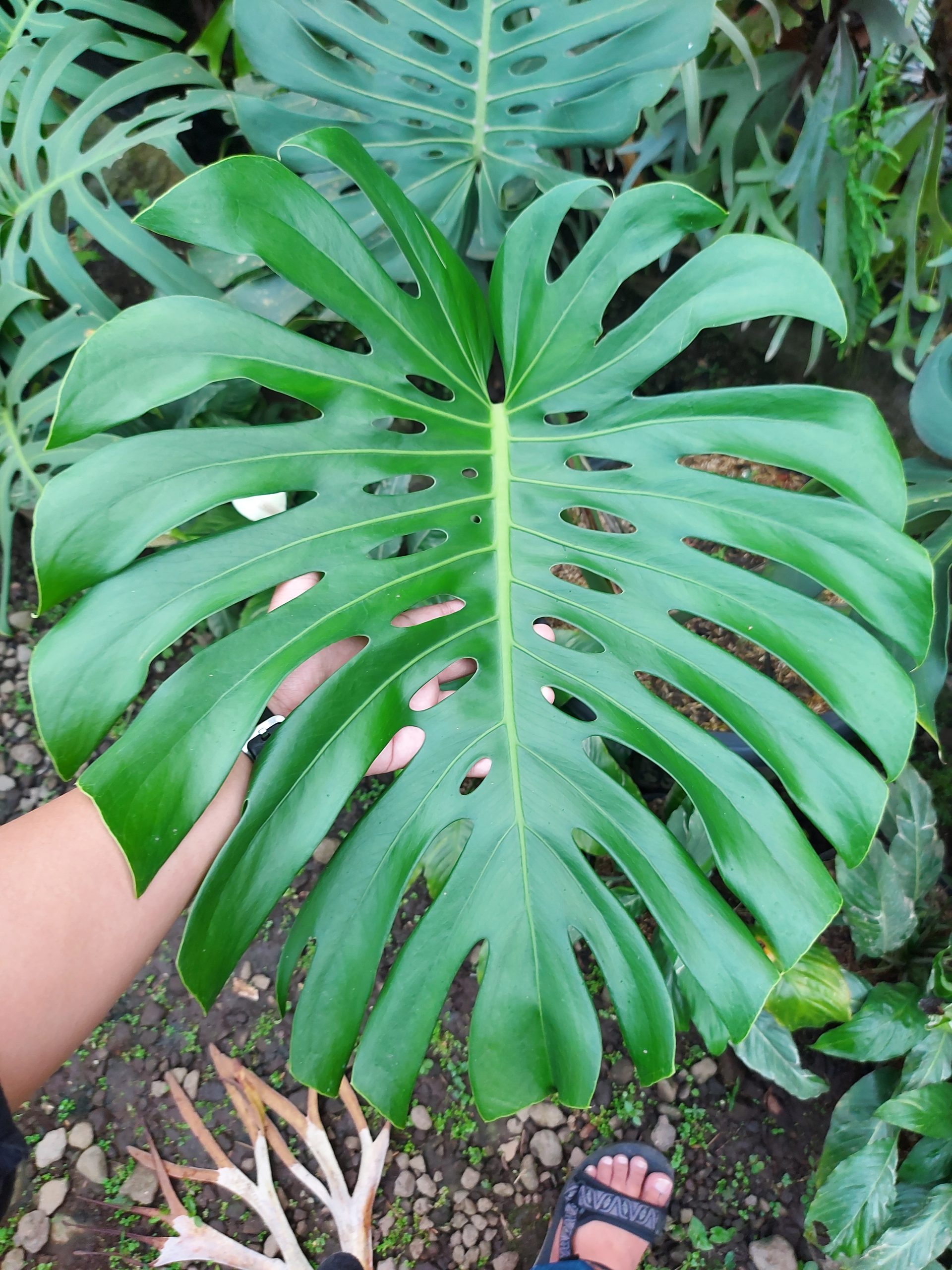 Monstera king deliciosa
