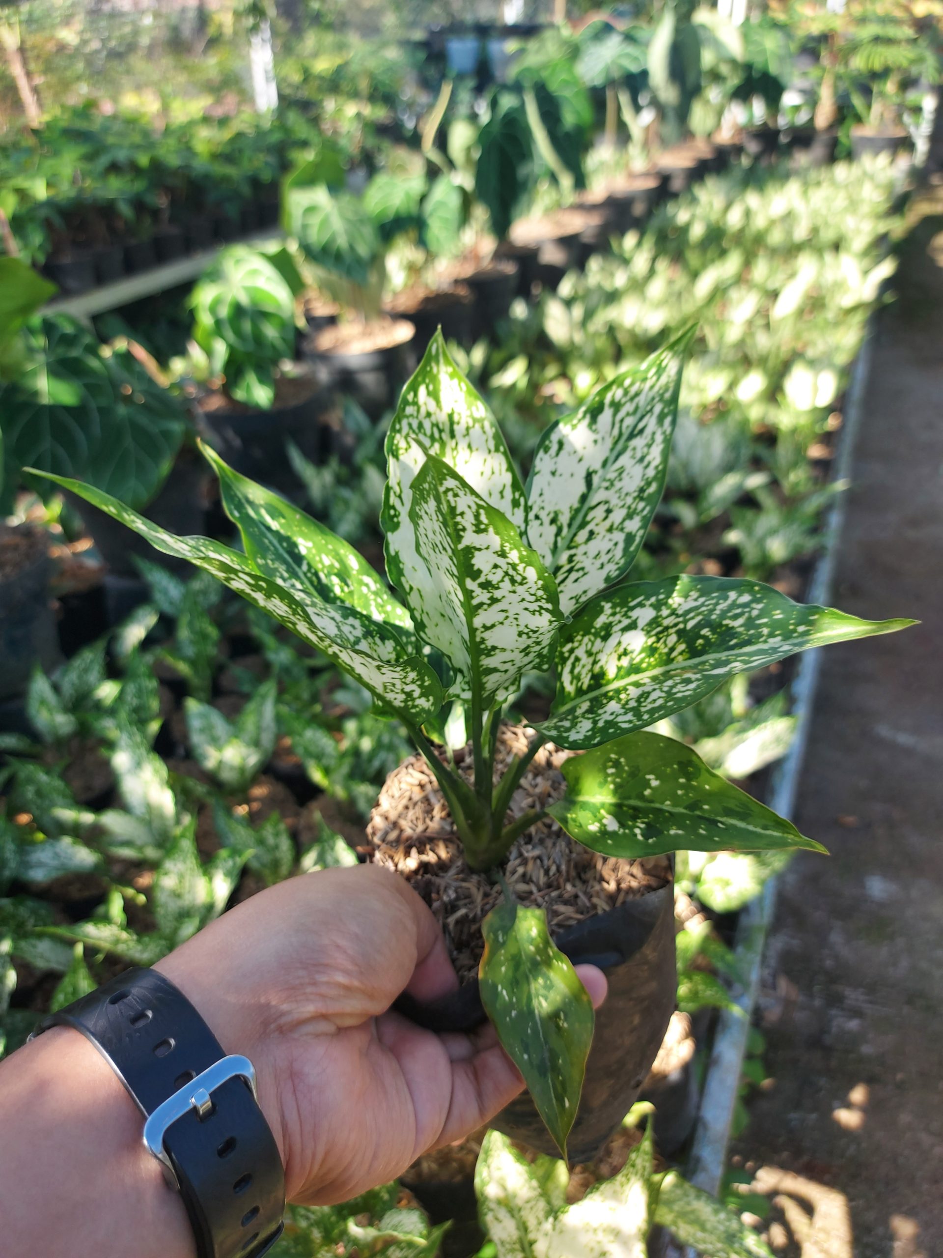 Aglaonema snow white - Image 2