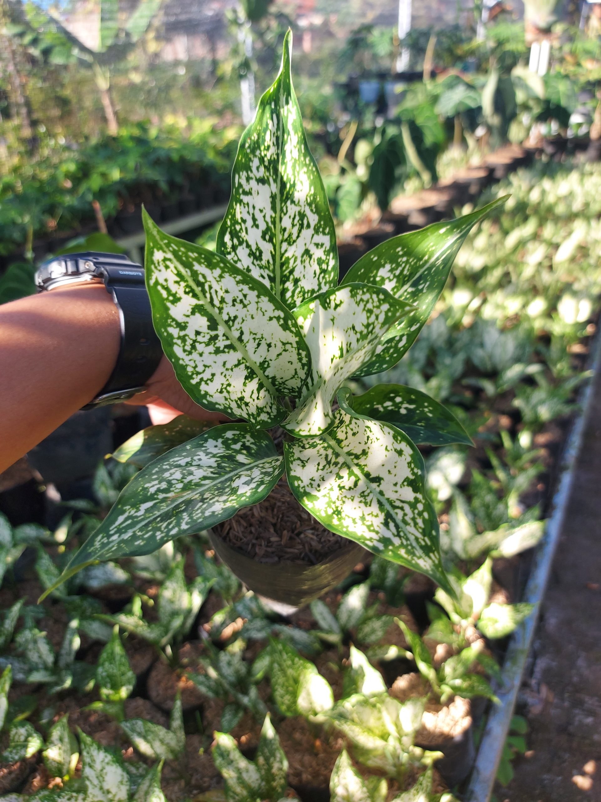 Aglaonema snow white - Image 3