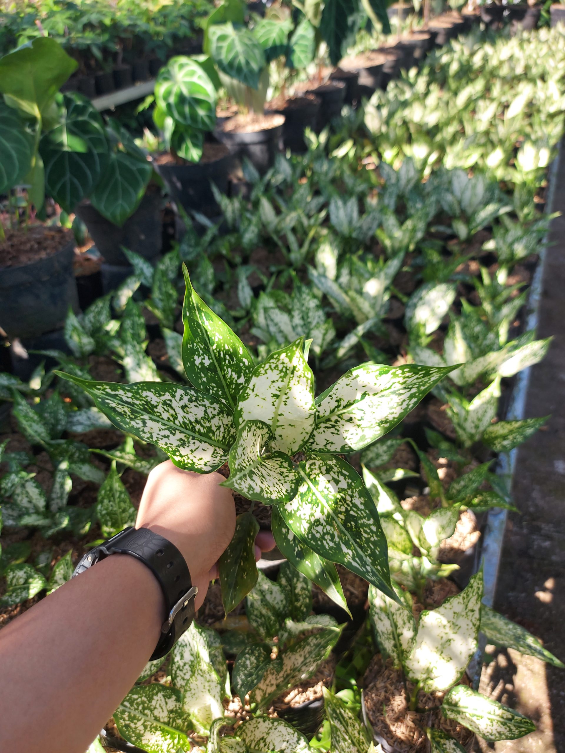 Aglaonema snow white - Image 4