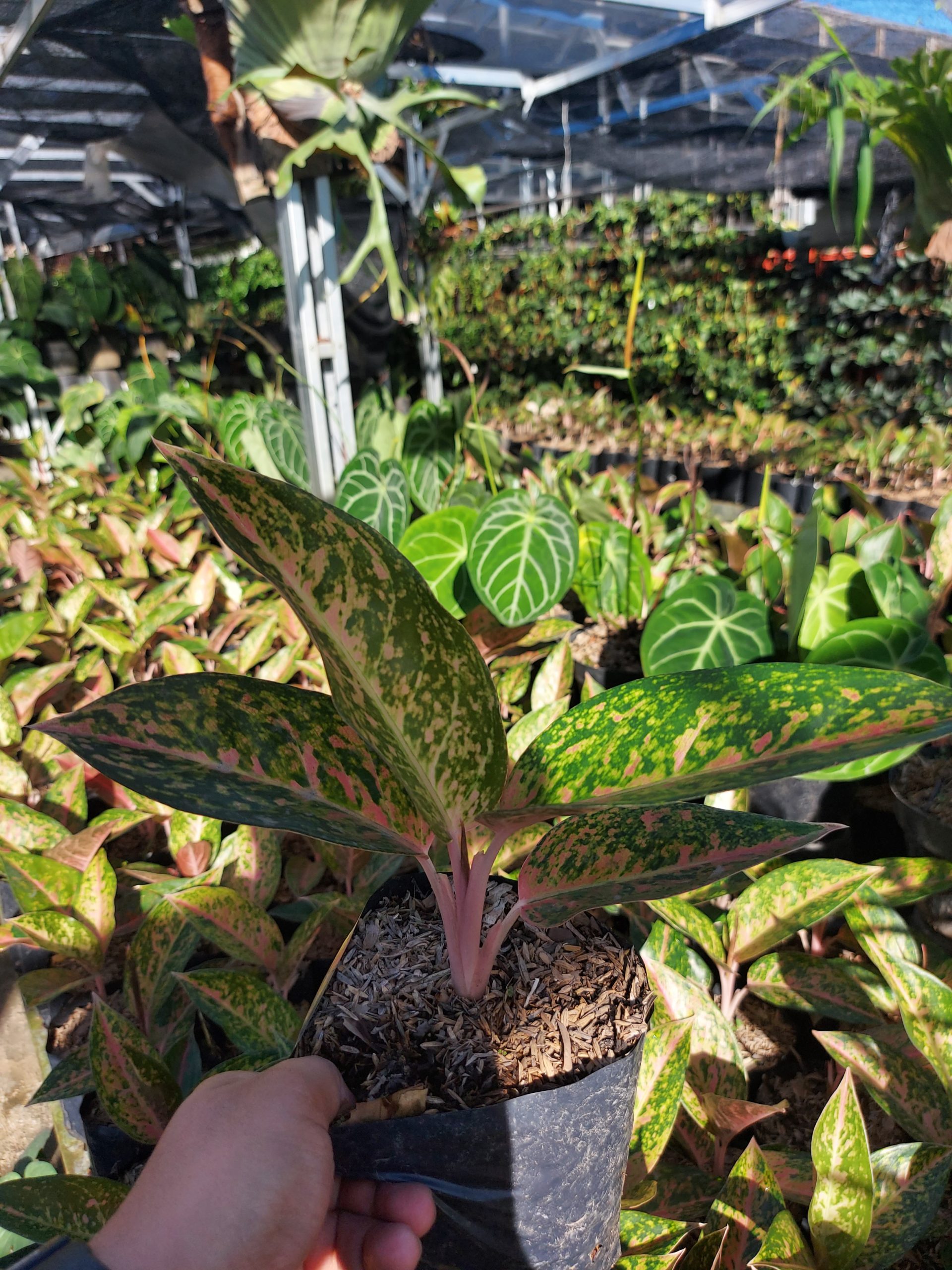 Aglaonema big roy - Image 5