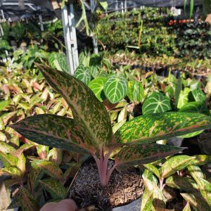Aglaonema big roy