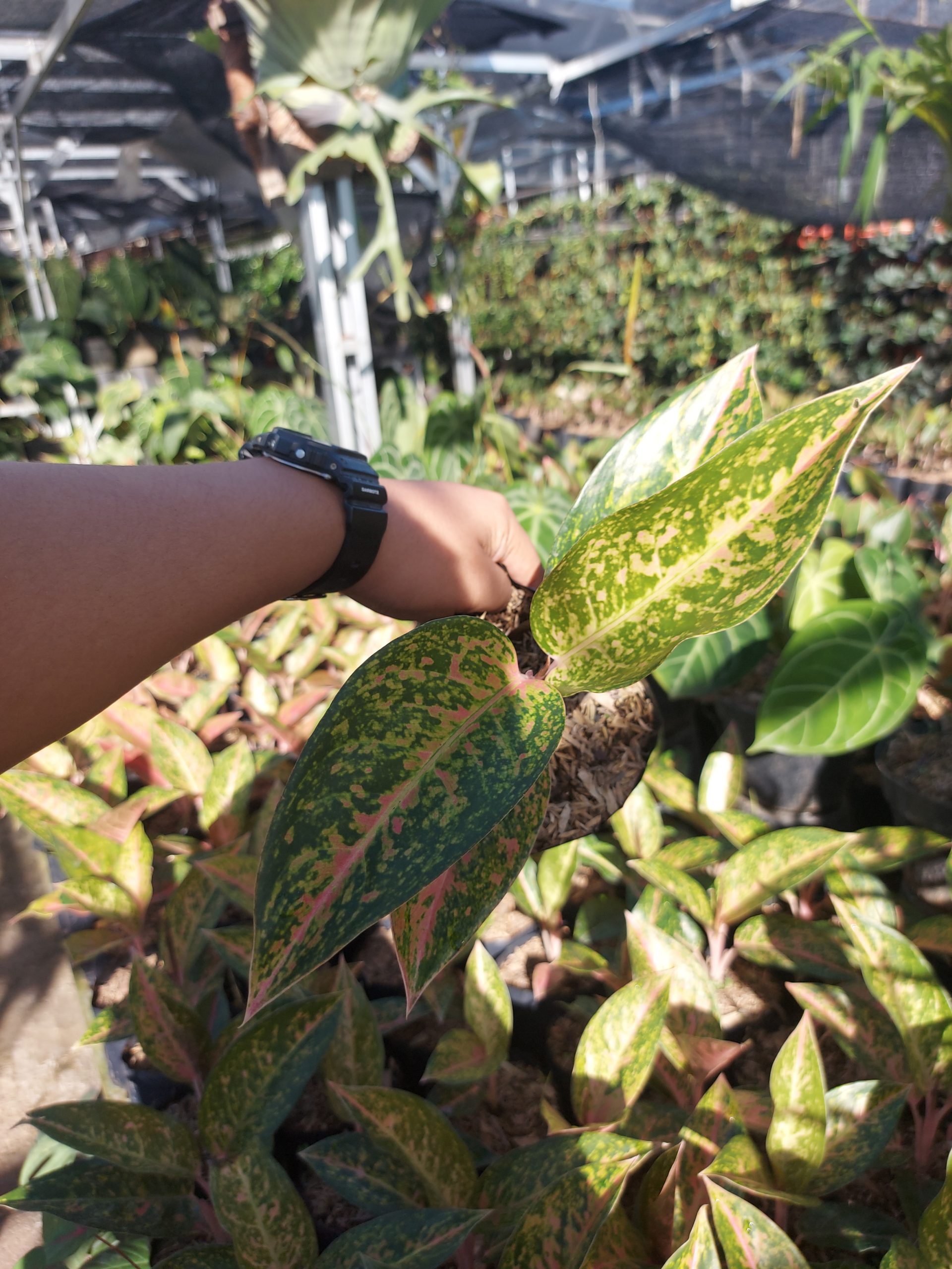 Aglaonema big roy - Image 4