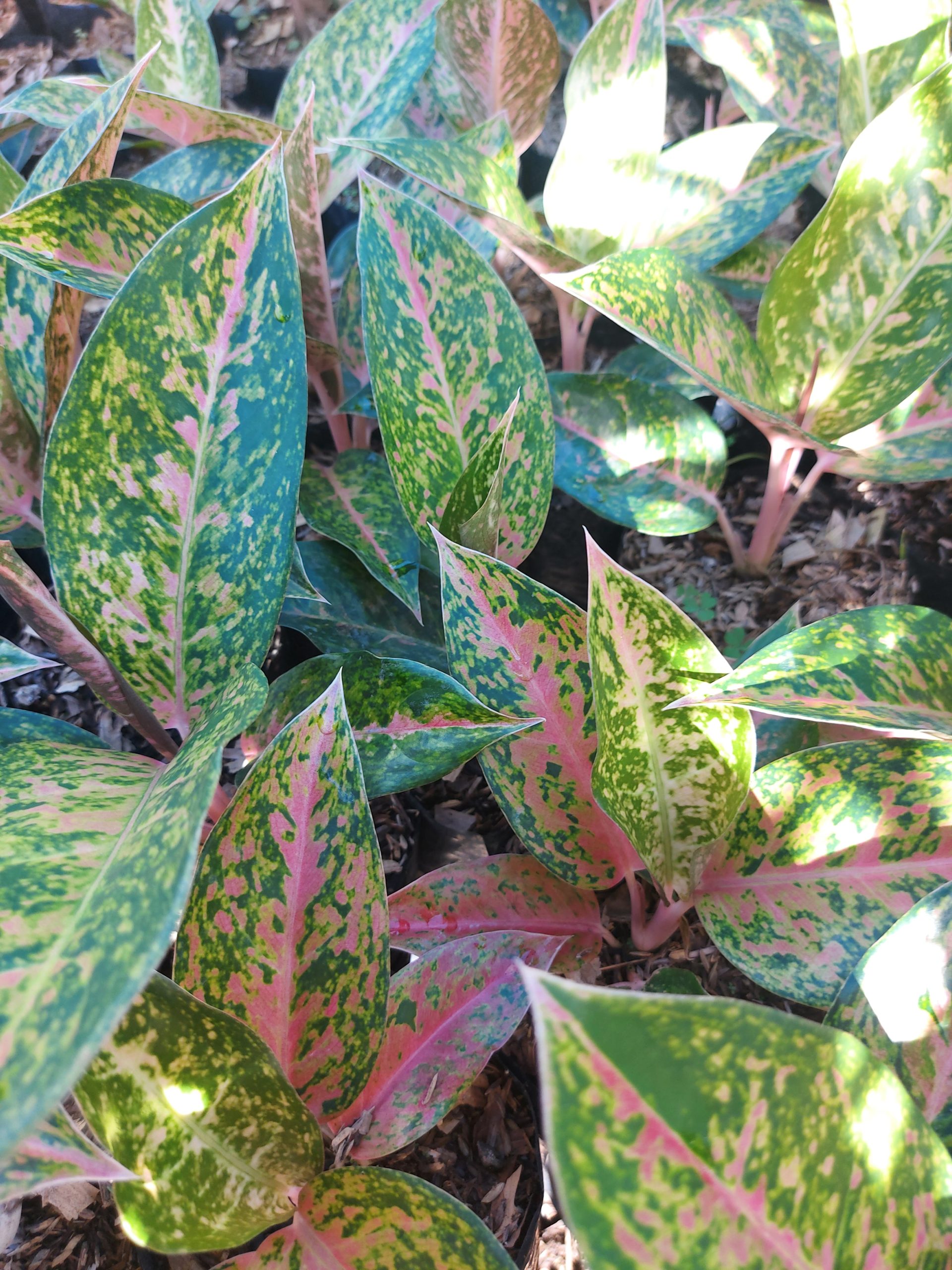 Aglaonema big roy - Image 3