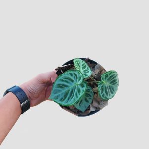 Anthurium dorayaki silver blush