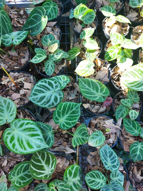 Anthurium dorayaki silver blush - Image 2