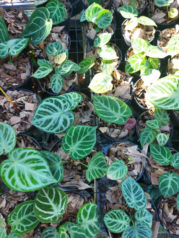 Anthurium dorayaki silver blush - Image 3