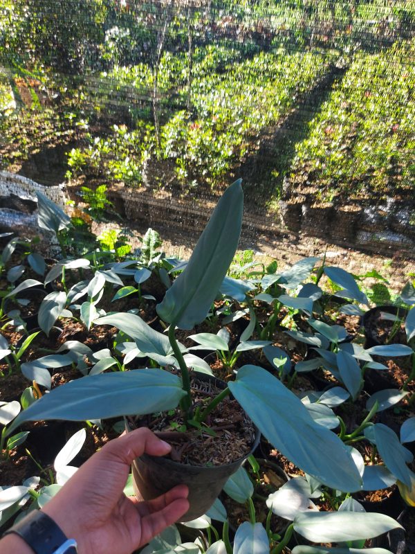 Philodendron silver sword - Image 3