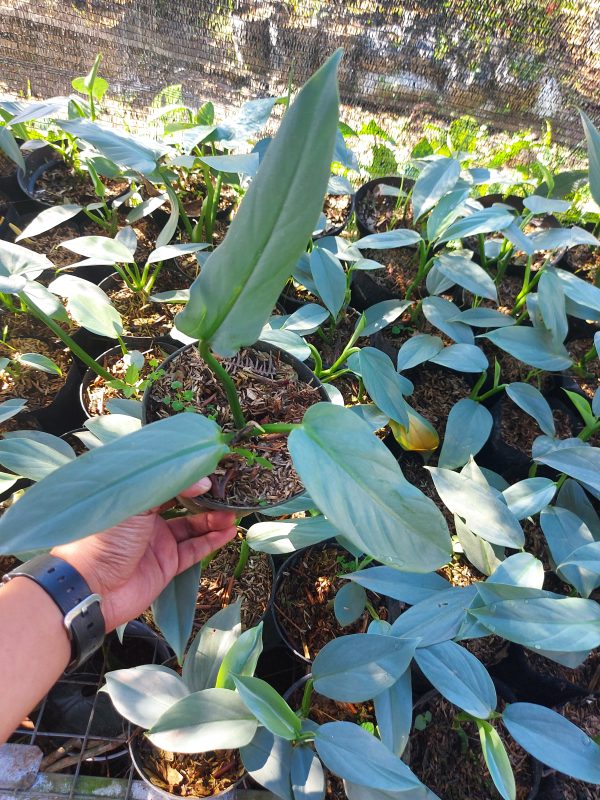 Philodendron silver sword - Image 2