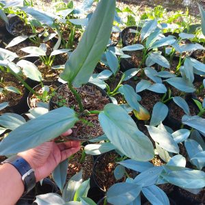 Philodendron silver sword