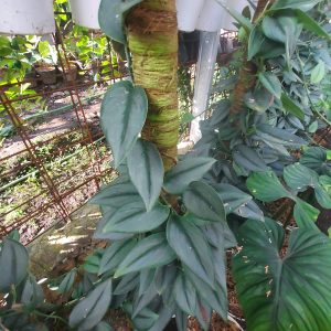 Scindapsus treubii moonlight