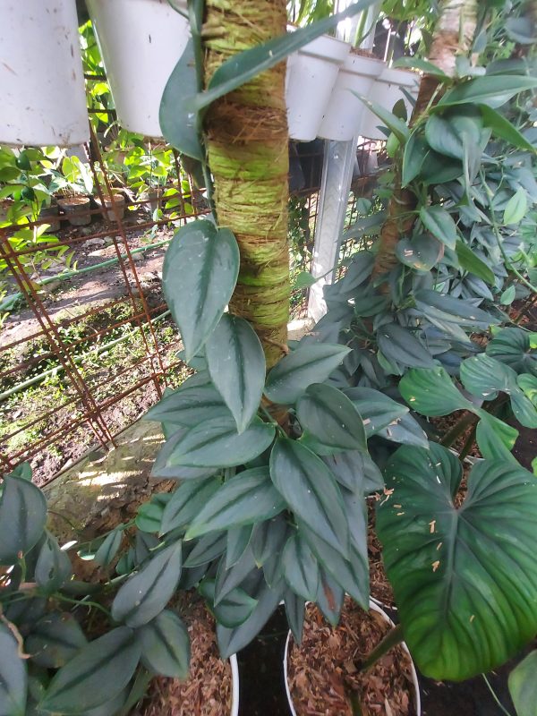 Scindapsus treubii moonlight