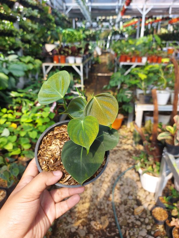 Philodendron Lupinum - Image 2