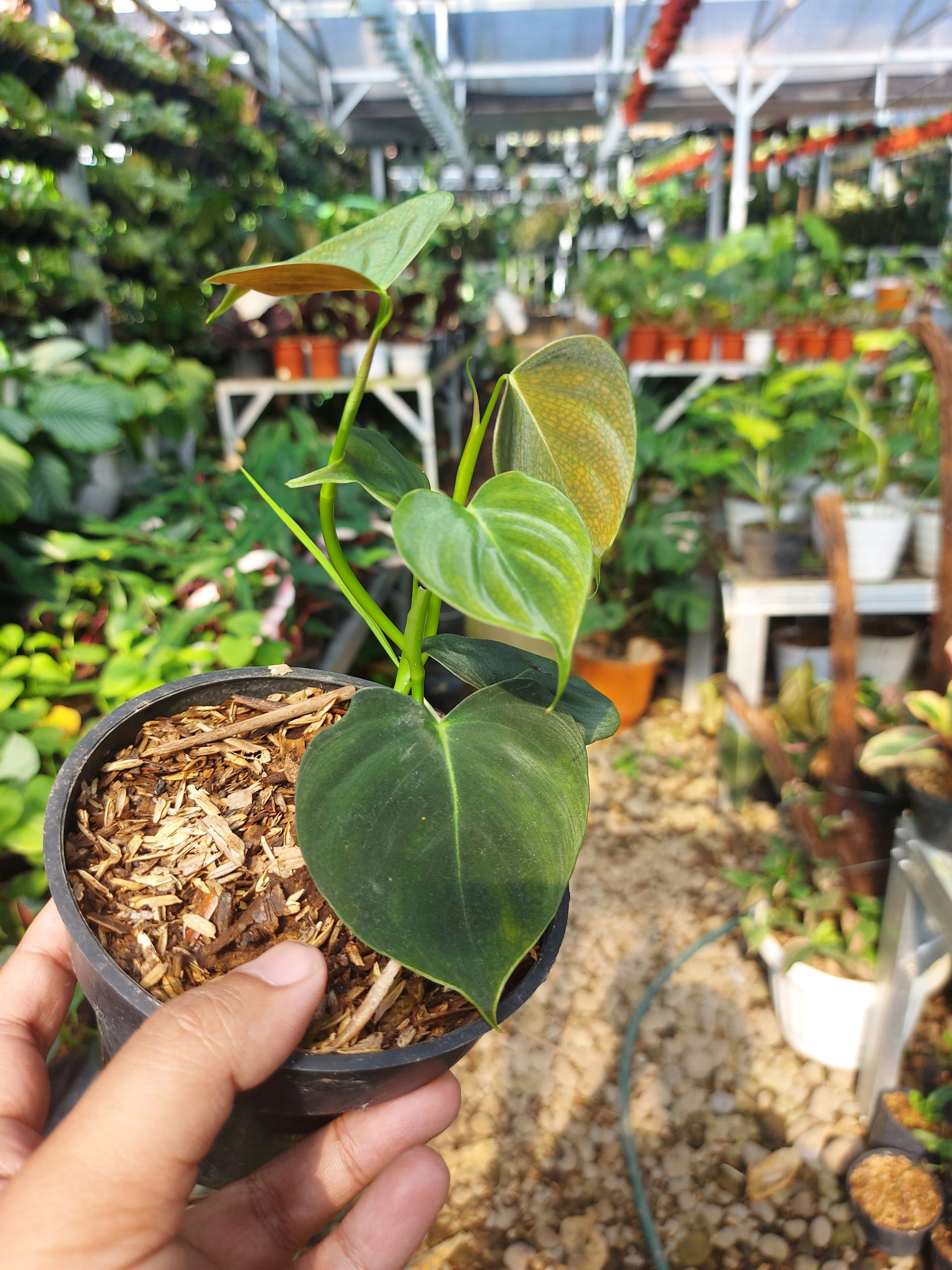 Philodendron Lupinum - Image 3