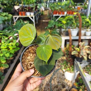 Philodendron Lupinum