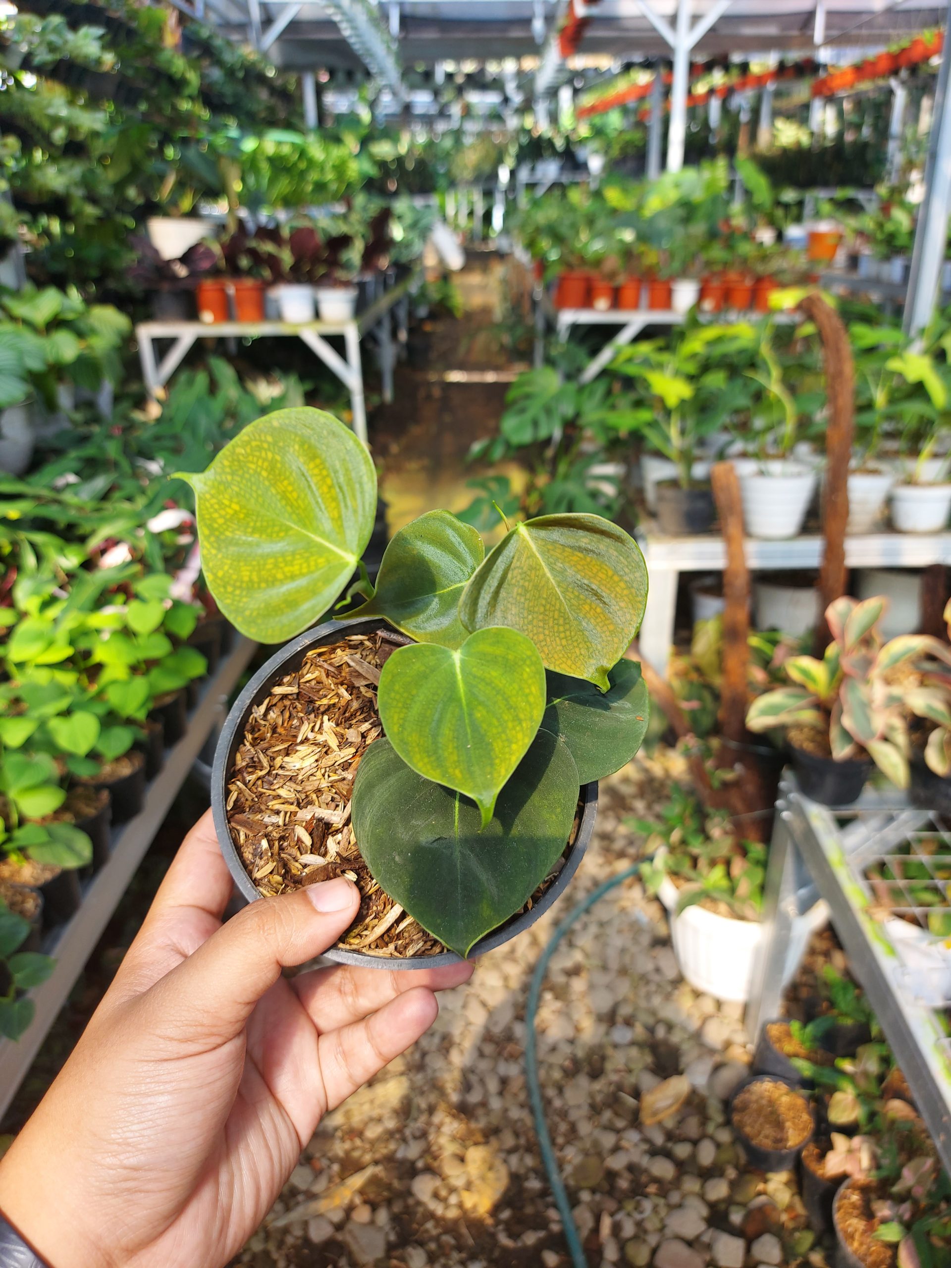 Philodendron Lupinum