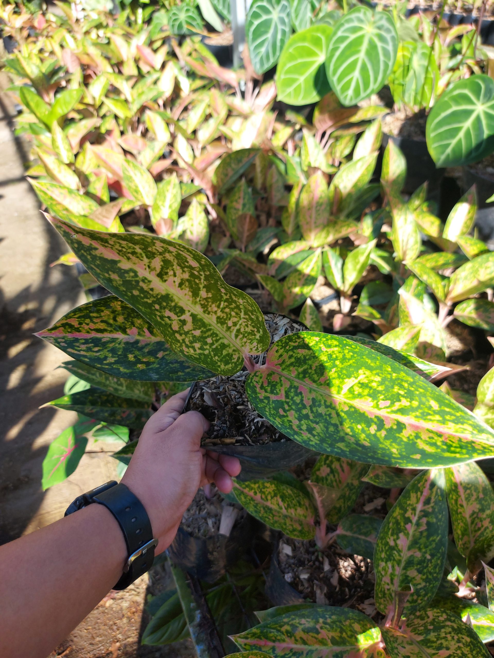 Aglaonema big roy - Image 2