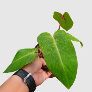 Philodendron painted lady