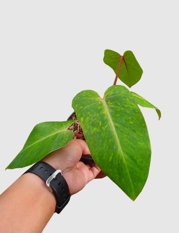 Philodendron painted lady