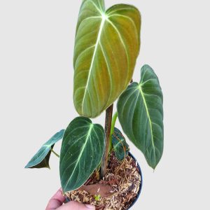 Philodendron melanochrysum