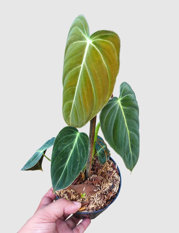 Philodendron melanochrysum