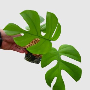 Rhaphidophora Tetrasperma