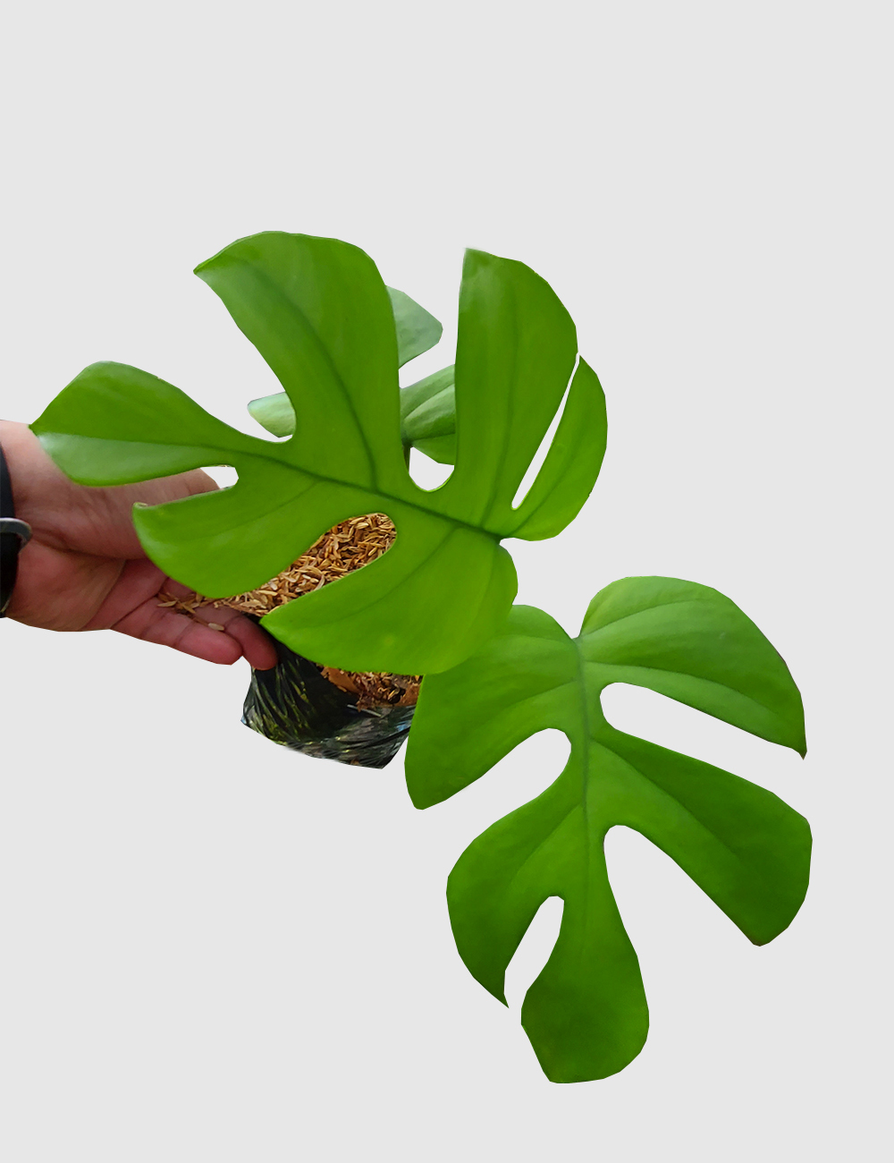 Rhaphidophora Tetrasperma