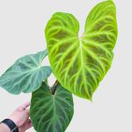 Philodendron verrucosum