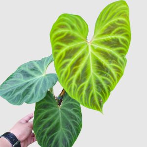 Philodendron verrucosum