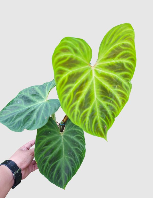 Philodendron verrucosum