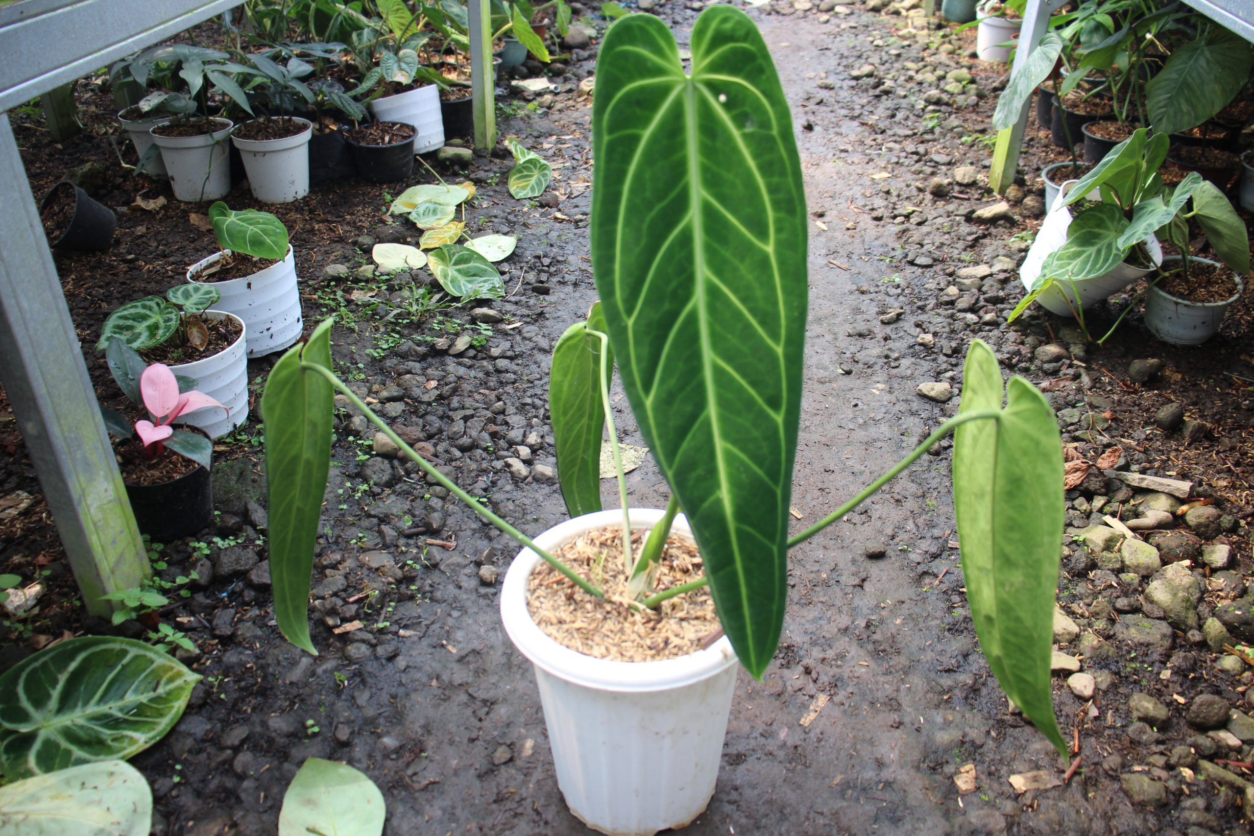 Anthurium Warocqueanum - Image 3