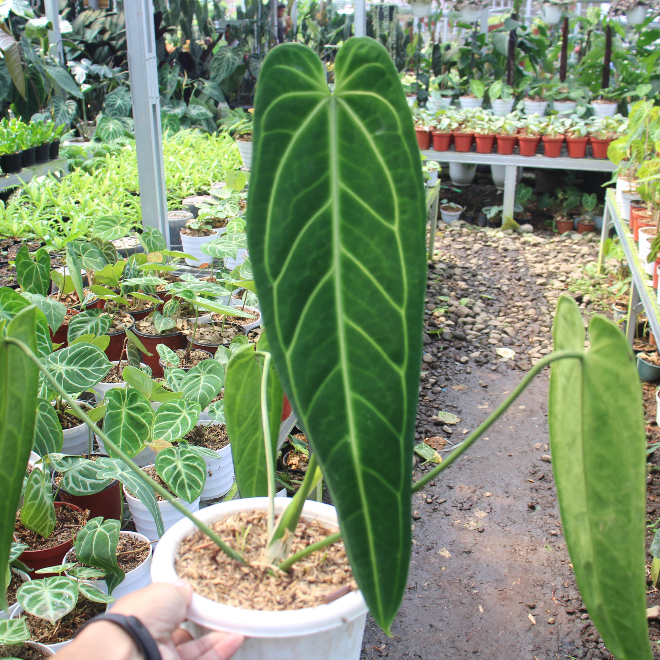 Anthurium Warocqueanum - Image 2