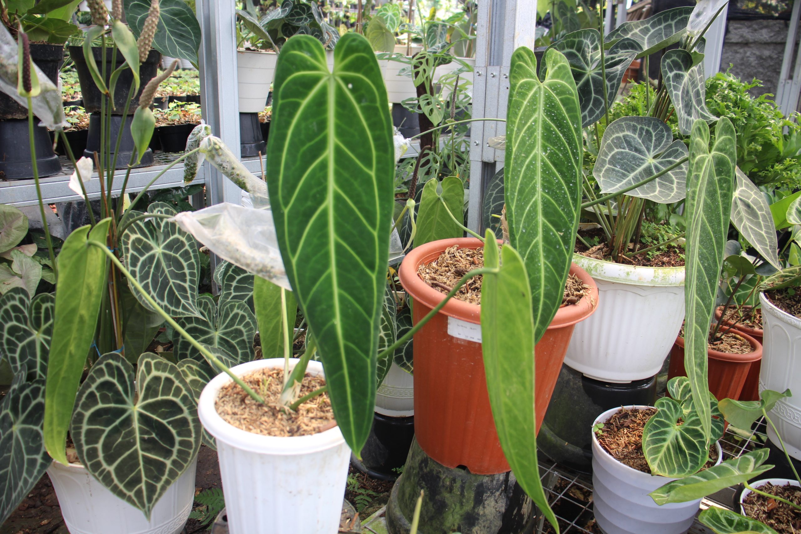 Anthurium Warocqueanum - Image 4