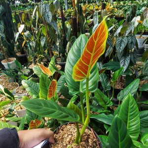Philodendron subhastatum